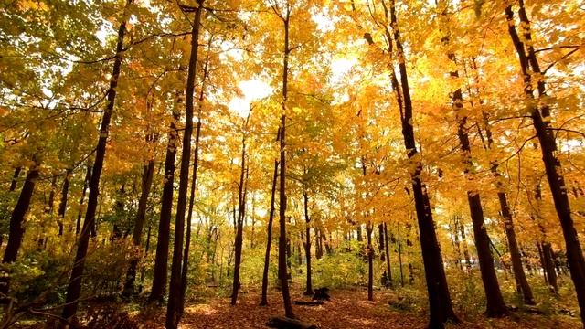 Beautiful Autumn Landscapes And Leaves Fall Compilation | Ambient Music | Relax Video