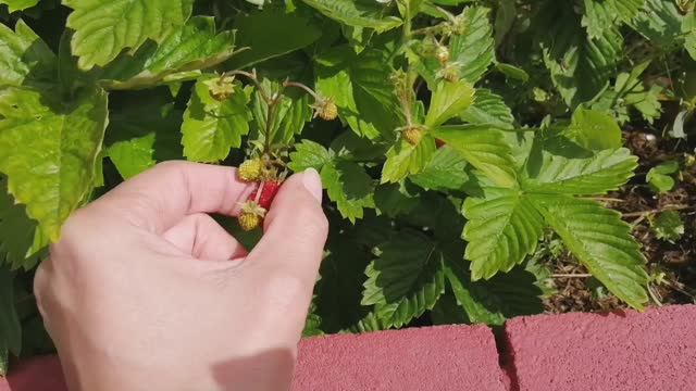 Земляника садовая! Замена клубники?