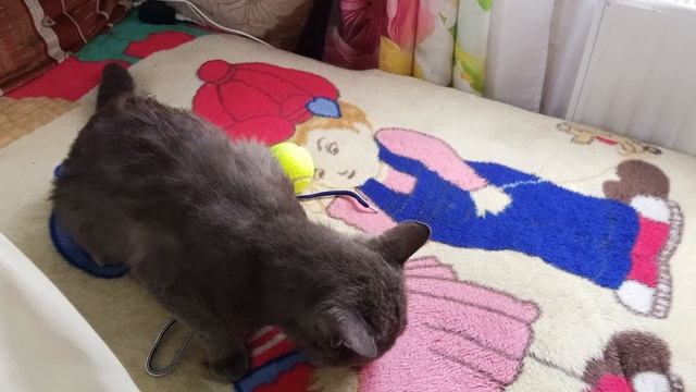 видео с котом дымком смотреть онлайн