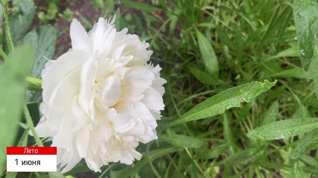 А-ля сад! Дневник наблюдений. Часть восьмая. смотреть онлайн