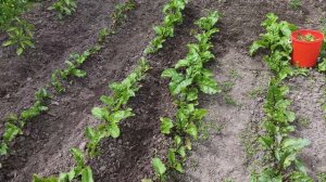 Юбилей у мамы,съездили в магазин,косим траву .