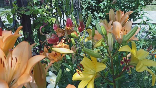 Обзор цветника, где цветут лилии! смотреть онлайн