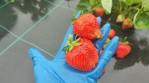 Сорт #клубники #Олимпия уже на нашем сайте
