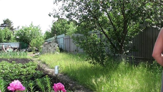 Приехал на дальнюю дачу// Трава переросла, но газонокосилка справилась. смотреть онлайн