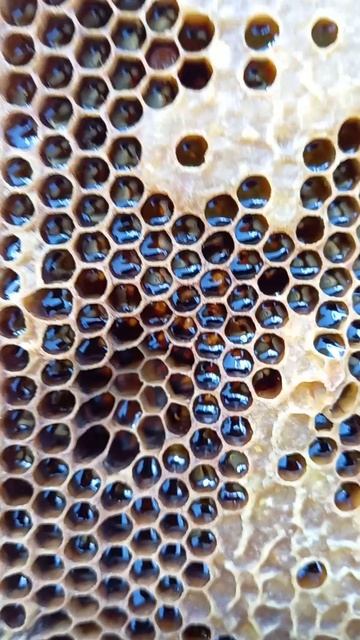 какой мёд можно качать