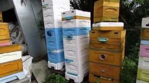 улей для дачи который можно не осматривать, подставляй магазины под мед и снимай с медом , 24.06.25