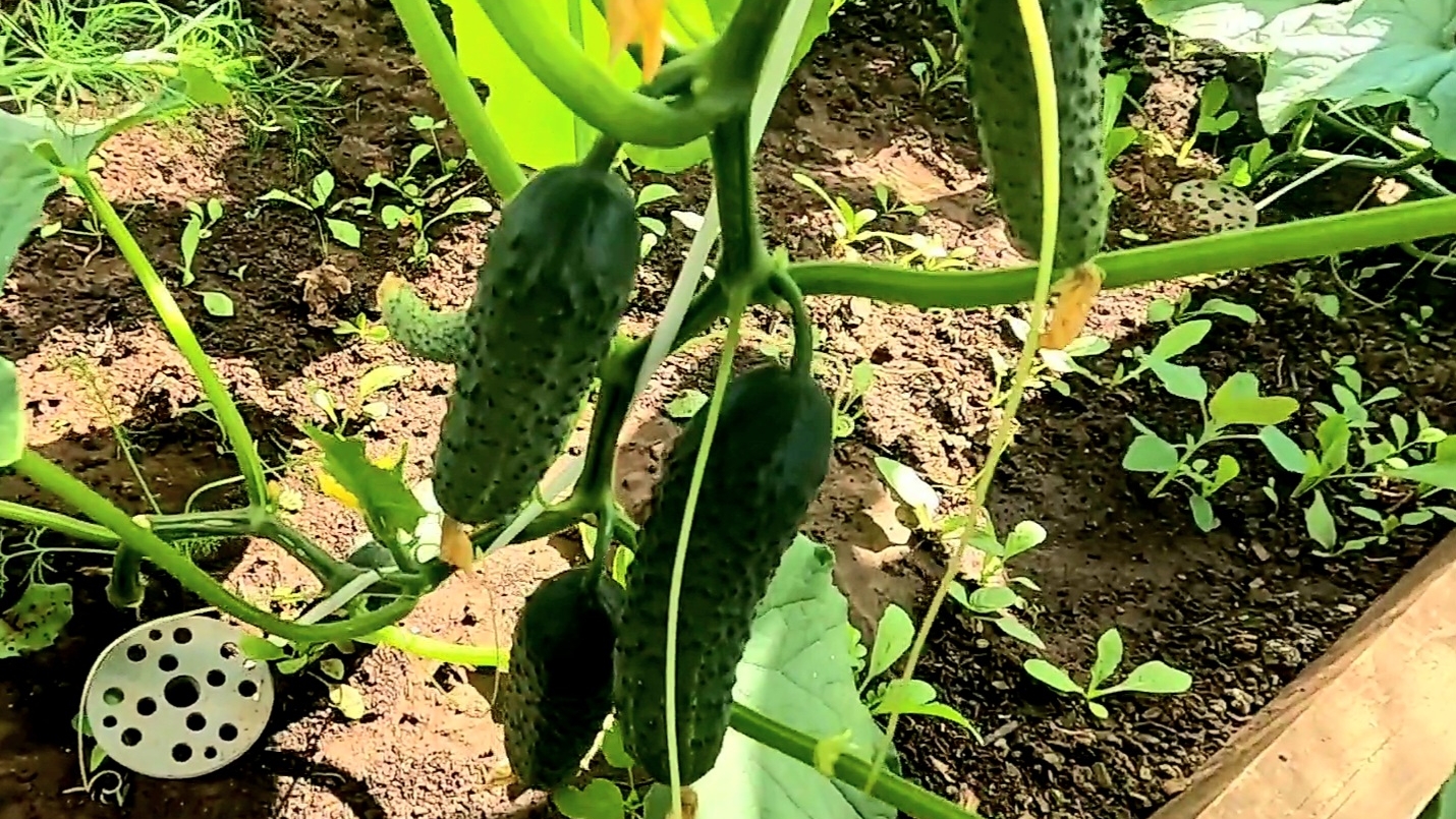 ❗ ВАЖНАЯ ПОДКОРМКА ОГУРЦОВ!! Огурцы завалят урожаем в любую погоду!!! смотреть онлайн
