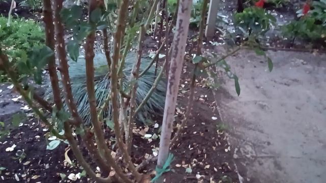 23.06.25. Обрезка роз завершилась. смотреть онлайн