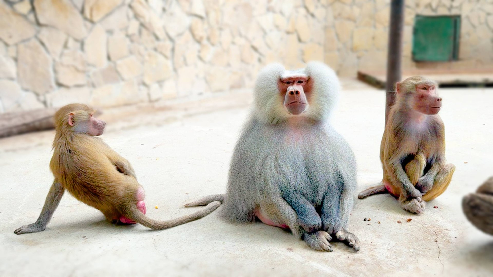 Елисей собрал себе ПИОНЕРОК и РАЗРЫВАЕТСЯ - к умным или к красивым! Кто научил Люсю себя так вести? смотреть онлайн