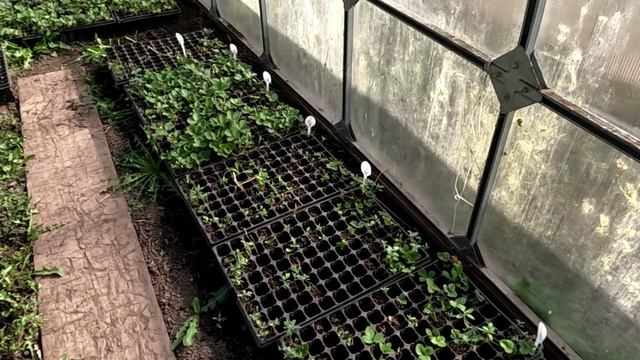 Весенняя посадка ягод кассетой. смотреть онлайн