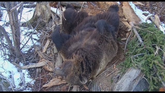 Верховая Берлога медведя Мансура ❄️ Mansur Bear's Comfortable Nest Of Branches