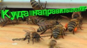 Летки ульев: оптимальное направление по Кашковскому
