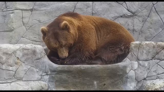 Майские будни медведя Мансура ☔️☀️ Mansur's Fun Days In May