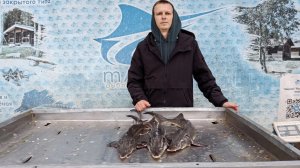 Поплавочный монтаж для ловли осетра! Как сделать снасть на осетра! Рыбалка, ловля осетра!