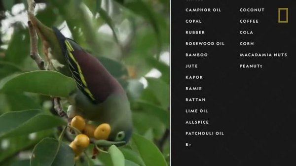 Rainforests  National Geographic