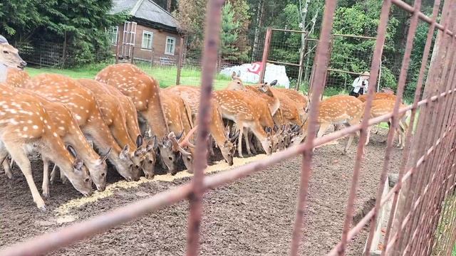 Копорье. Нижегородская область. Заповедник, увеличивающий поголовье оленей. смотреть онлайн