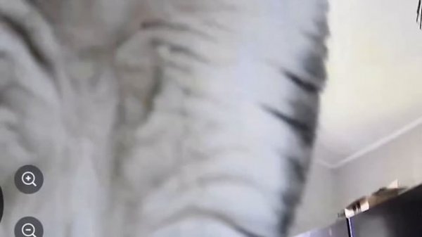 BRAIN TIME. 100 Incredible Moments Caught on CCTV Camera