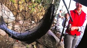 Феерическая УМБА. Горбуша ОГОНЬ! Не этот год! Первый наш выезд на Терский берег.