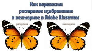 Как из растрового изображения сделать векторное в  Adobe Illustrator