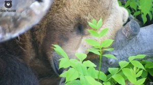 Спят усталые мишутки