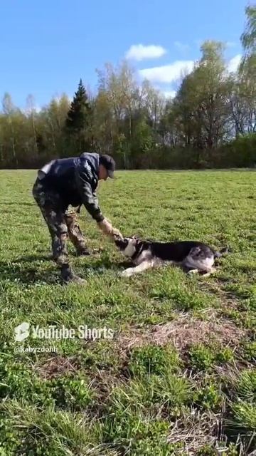 ВЕО из Питомника Валентлайф - Черемуха - подготовка молодого бойца к ЗКС №1