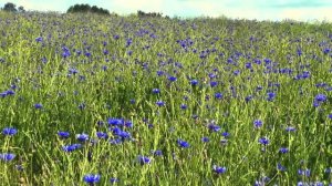 Как живётся на красивейшем хуторе Беларуси? #хочувдеревню #хутор