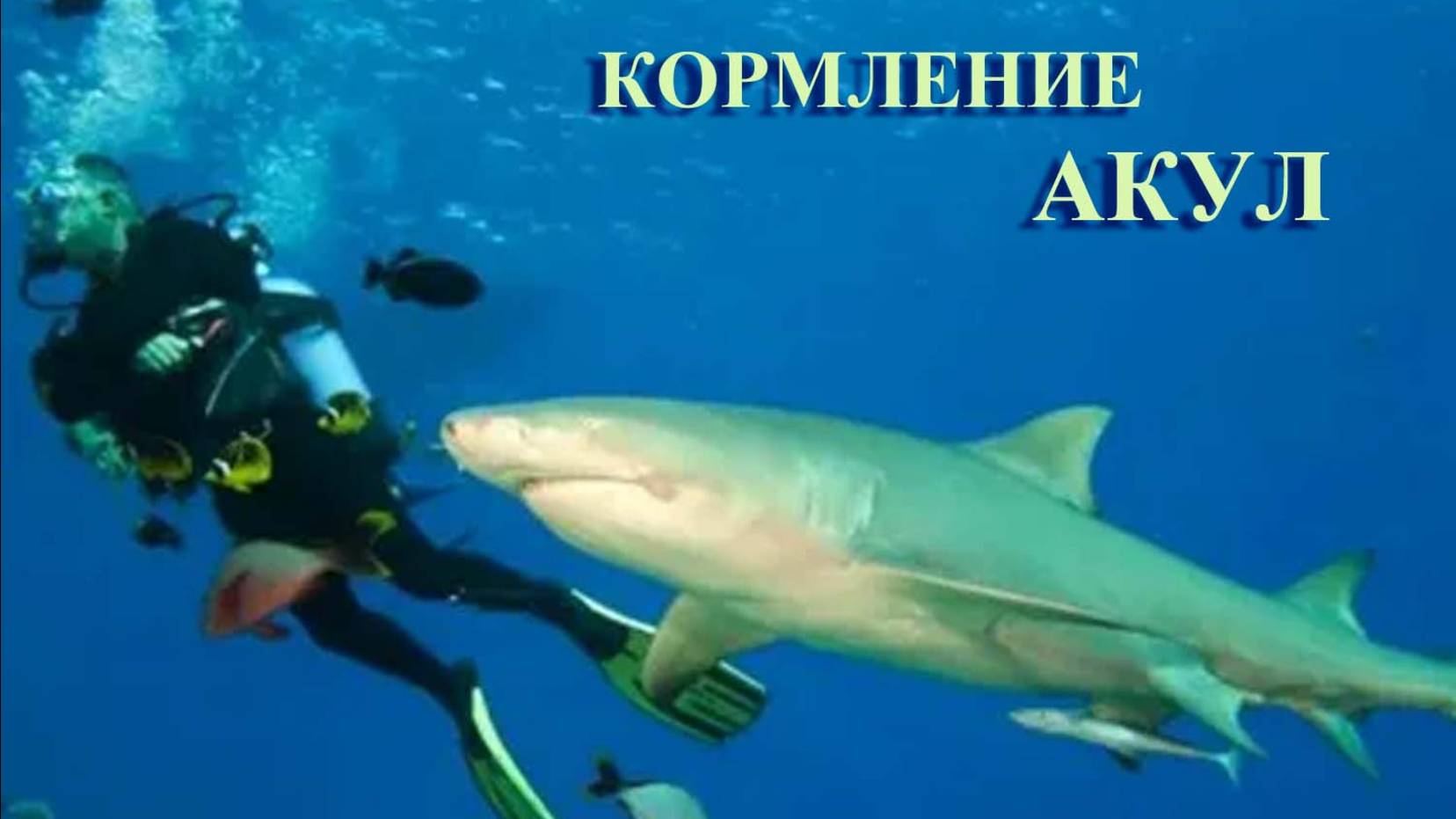 АКУЛЫ В СТЕПЯХ КАЗАХСТАНА. Кормление акул.