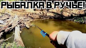 ПРИДУМАЛ ХИТРОСТЬ и наловил рыбы в ручье! Кто загибает кивок? Рыбалка 2025