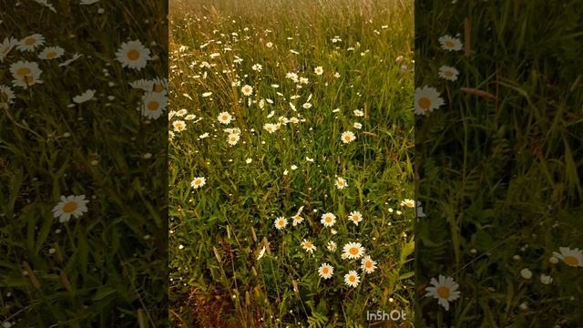 Прекрасное лето и чудесные цветы.mp4 смотреть онлайн