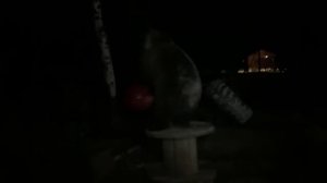#медведь сошёл с ума