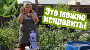 Пятна на листьях и плодах томатов. 3 главные причины, по которым они появляются!