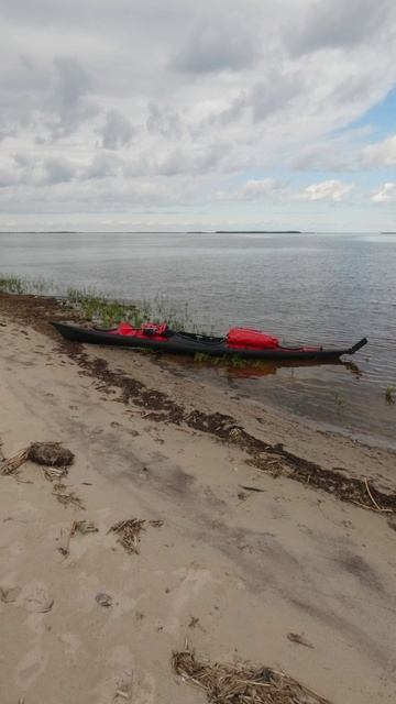 Коровы, маяк, каяк.