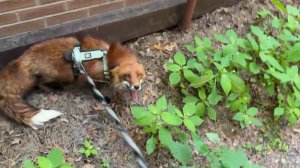 Ли Сяо / Alice the Fox Лиса Алиса (Возмущение лиса Игниса на прогулке)