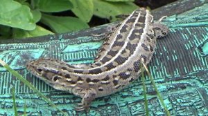 Зеленая ящерица и видео про ящериц