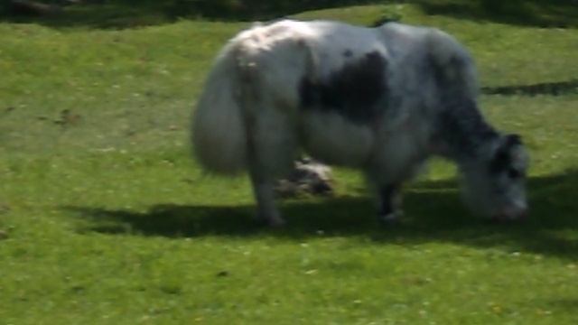 DSCN8104Домбай,канатка,Теберда,зоопарк июнь 2025