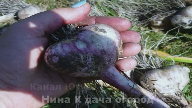 Чтобы головка чеснока была крупной я делаю так ! Что надо знать при Выращивание ЧЕСНОКА. смотреть онлайн