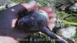 Чтобы головка чеснока была крупной я делаю так ! Что надо знать при Выращивание ЧЕСНОКА.