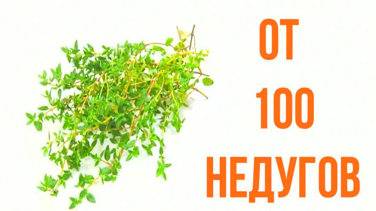 ТИМЬЯН ЛЕЧИТ ПОДЖЕЛУДОЧНУЮ ЖЕЛЕЗУ И ПЕЧЕНЬ / 100% РАБОТАЕТ! Избавься от панкреатита, язвы и боли!