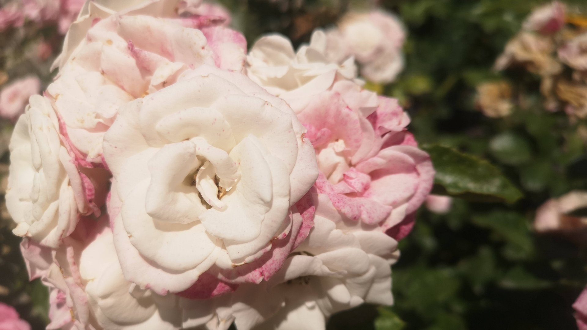 Честно о розах. Роза Аспирин