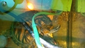 Красноухие черепахи, утро 24-06-2025