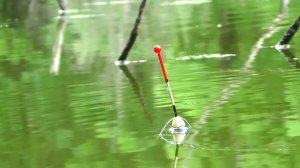 Рыбалка 22 июня на карася на поплавок на пруду + спецоперация "Борщевик"..