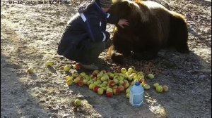 Медведь Мансур ждёт папу Андрея