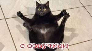 Приколы с животными🤗 Смешные- видео-ОЗВУЧКА!🤗СМЕШНОЕ -ВИДЕО😍 Наши любимые смешные животные