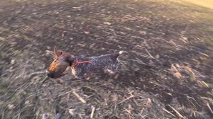 Закрытие сезона по Фазану. Охота с Патрошиком и Деффиком.