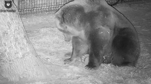 Медведю и поспать спокойно в собственном лесу нельзя?