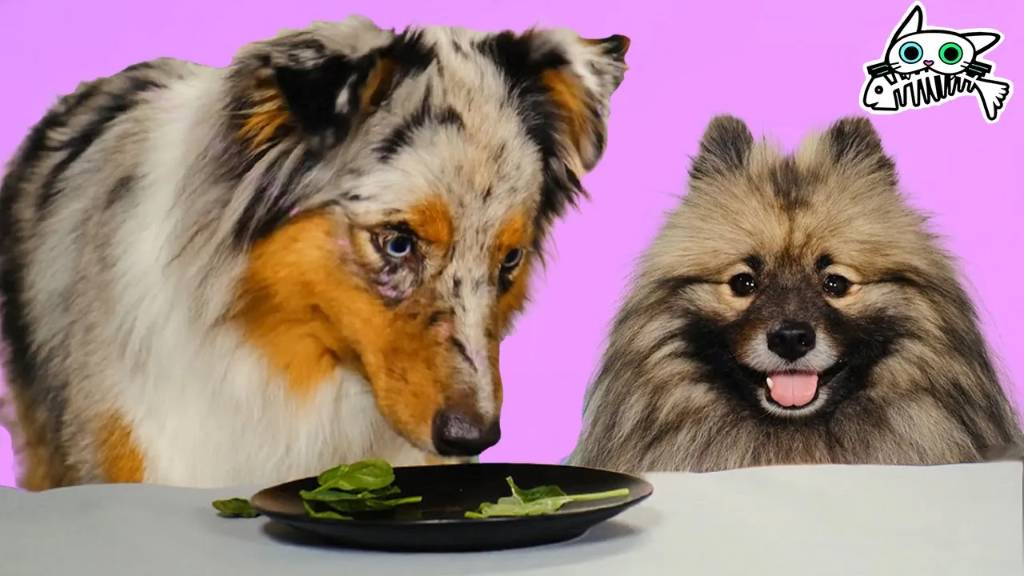 Лакомства и приключения — Кусь-шоу — Весёлые истории дружбы питомцев