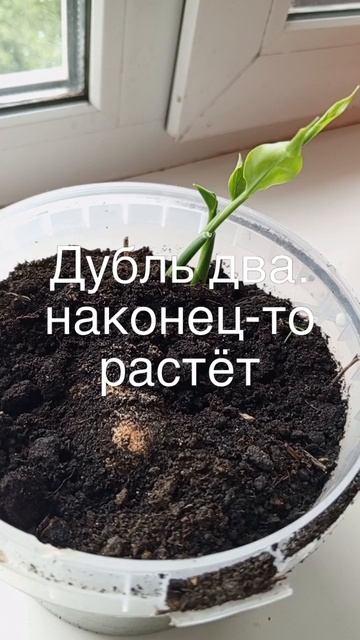 Дубль 2. Наконец то растёт.