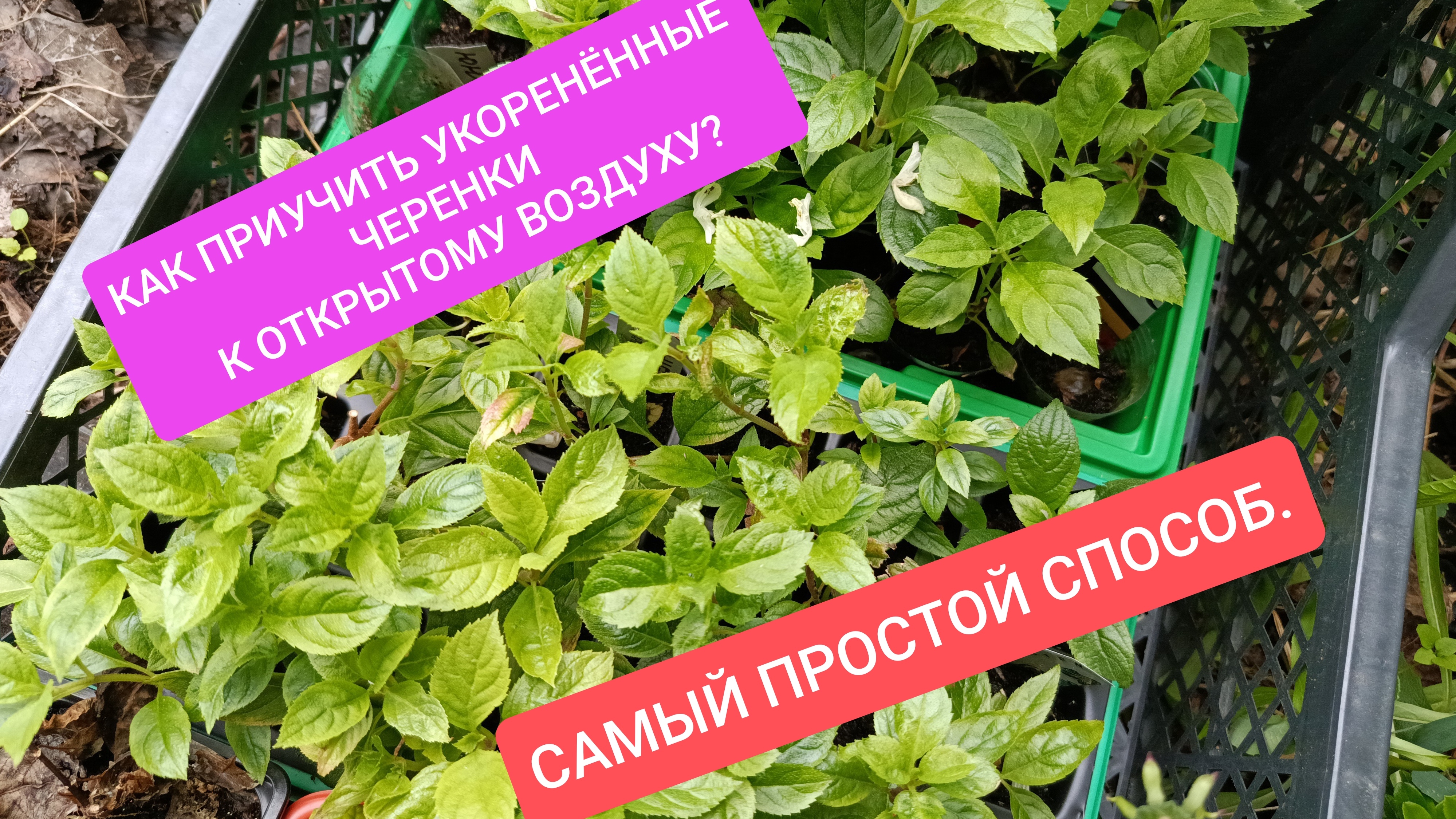 Как приучить укоренённые черенки к открытому воздуху? смотреть онлайн