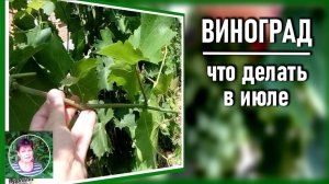 Уход за виноградом в июле. Что можно и что нужно сделать обязательно.