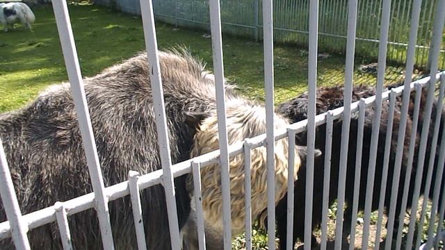 DSCN8120Домбай,канатка,Теберда,зоопарк июнь 2025